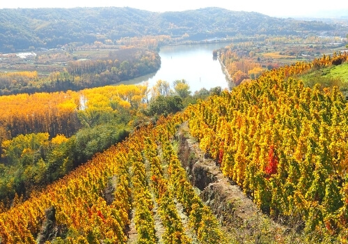 Les coulisses des préparations de la dégustation de vins