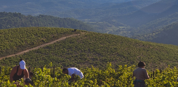 Vigneron partenaire