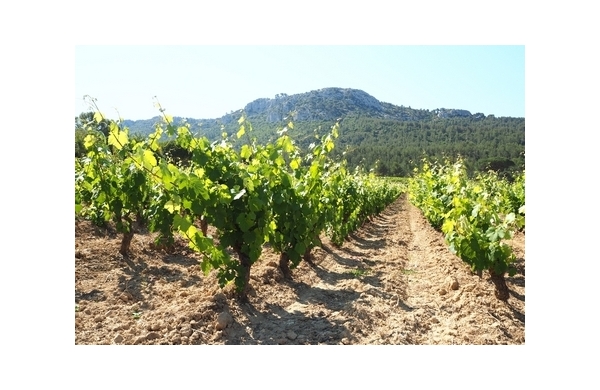 « En Provence, je fais l’intéressant, je bois du rouge et du blanc ! »