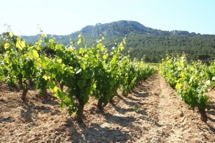 « En Provence, je fais l’intéressant, je bois du rouge et du blanc ! »