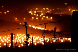 Vigneron, un sacerdoce ?